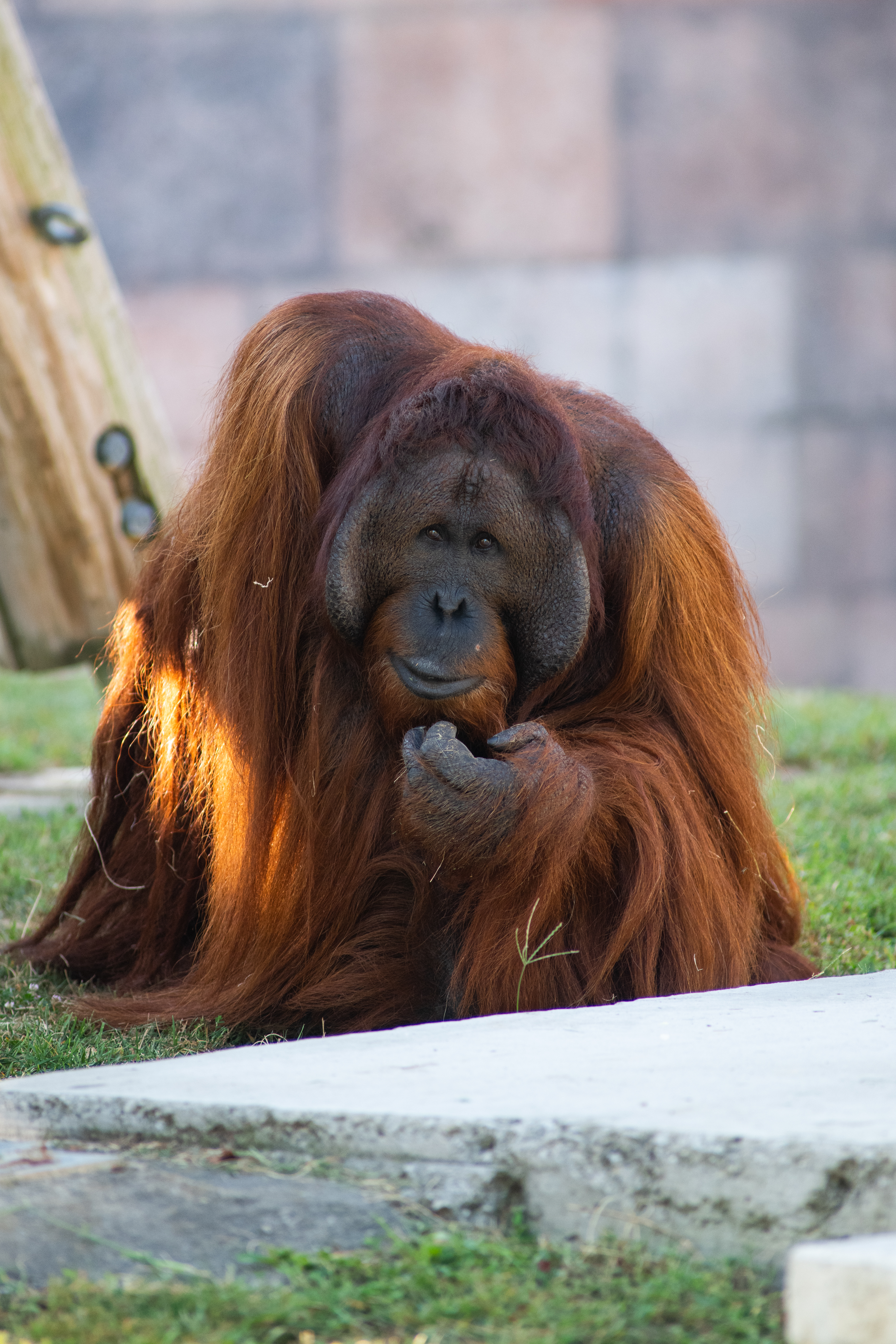Bornean Orangutan | Columbus Zoo and Aquarium